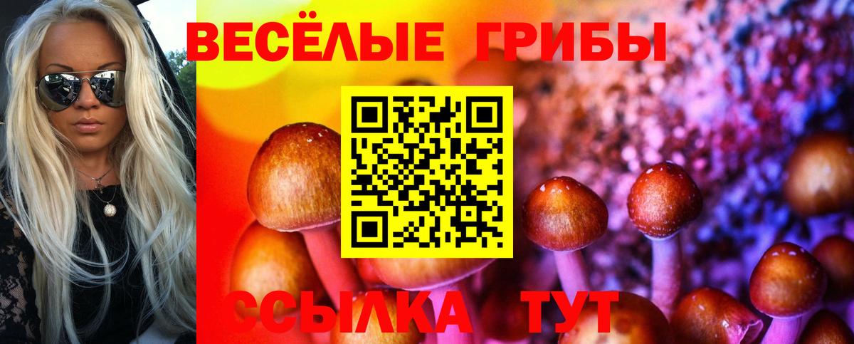 Галлюциногенные грибы мицелий  Камышин  Галлюциногенные грибы Psilocybe 