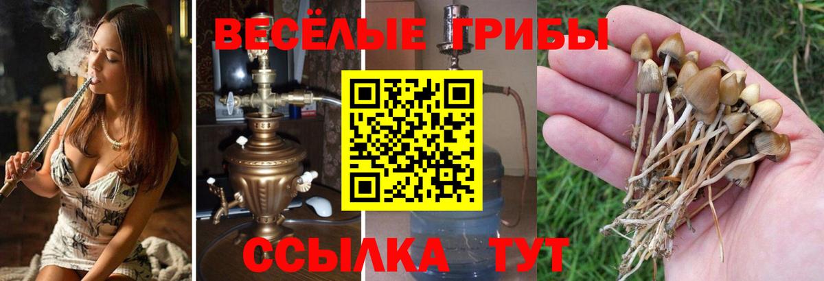 Псилоцибиновые грибы мицелий Камышин